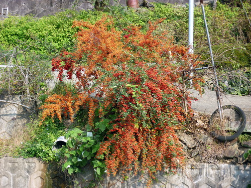 e0089007_13432318.jpg