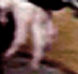 e0103408_19142576.gif