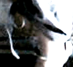 e0103408_8122376.gif
