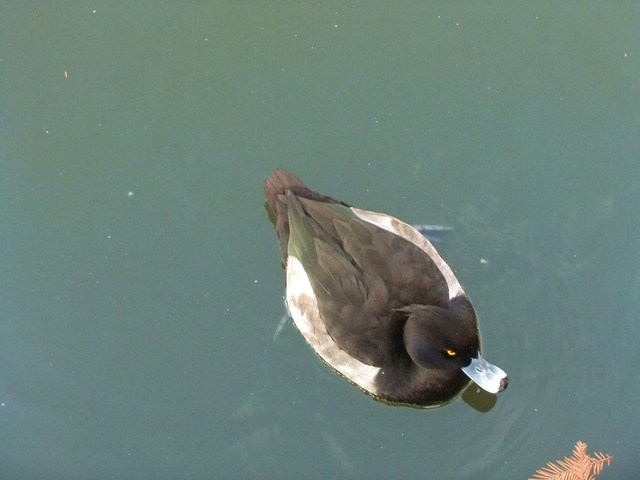 e0206242_1275299.jpg