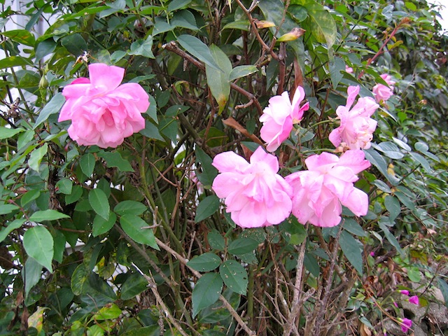 f0213347_11323195.jpg
