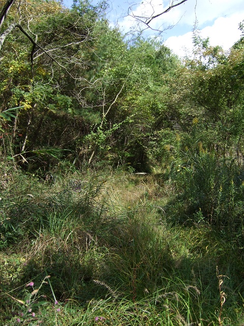 b0095061_12241487.jpg