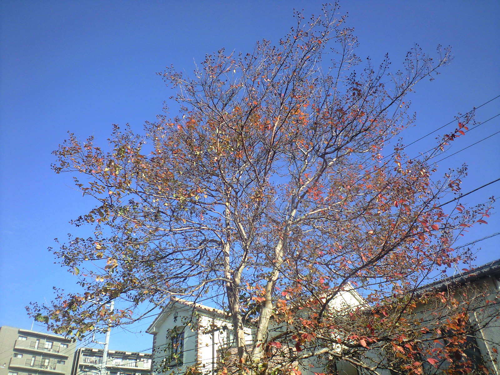 a0152078_2240537.jpg