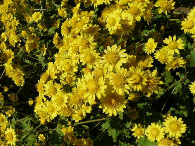 e0145782_16441559.jpg