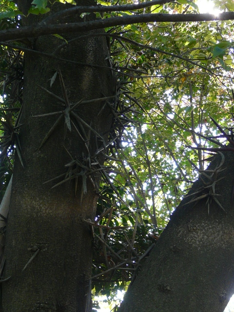 e0145782_1647984.jpg