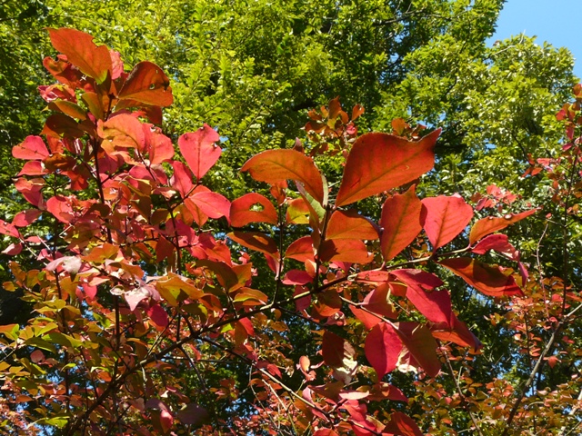 e0145782_1648417.jpg