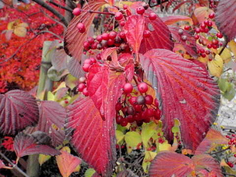 a0007388_8281093.jpg