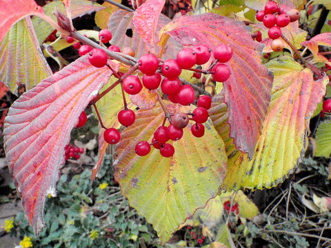 a0007388_8282587.jpg