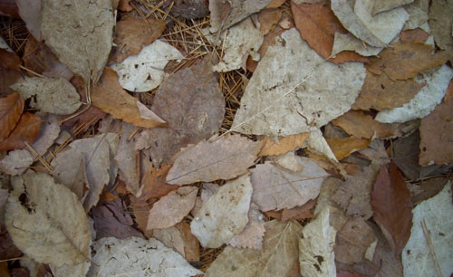 b0099994_1450515.jpg