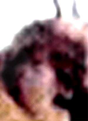 e0103408_21255170.gif