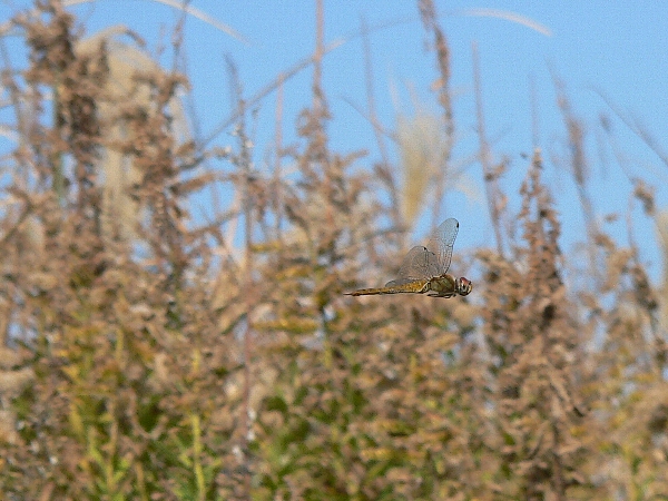e0002314_20254059.jpg