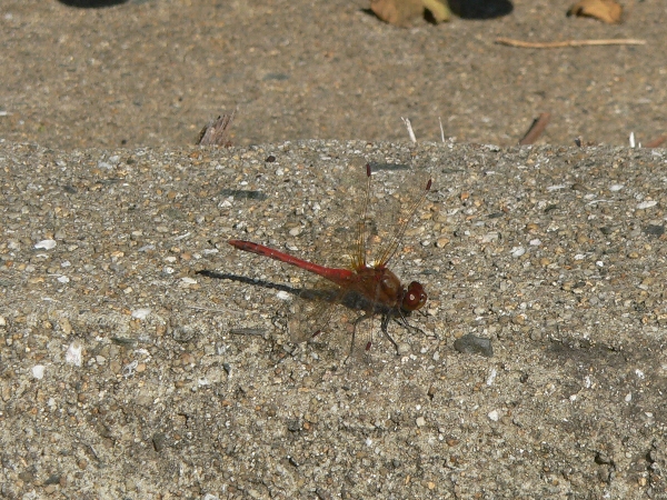 e0002314_2027106.jpg