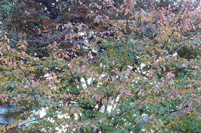b0167519_843013.jpg