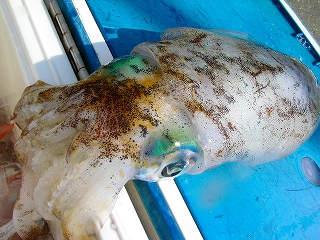 a0132631_18381687.jpg