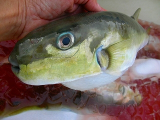 a0132631_18501594.jpg