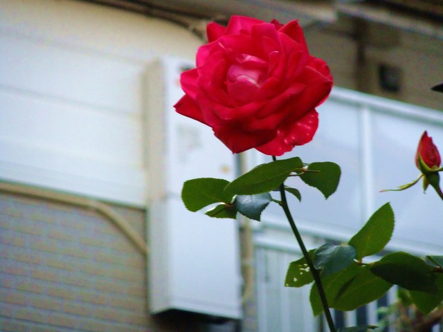 e0206242_1241877.jpg