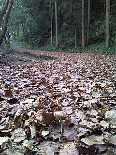a0157160_2161965.jpg