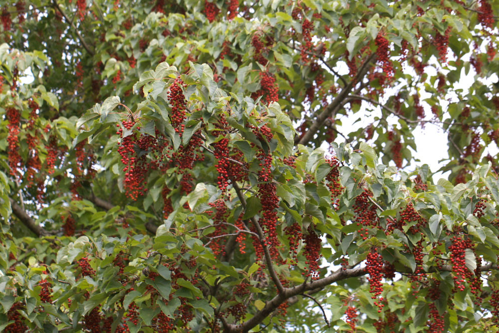 a0083081_1550411.jpg