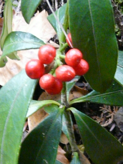 e0145782_15362640.jpg
