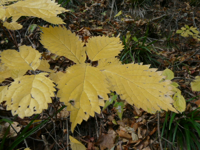 e0145782_15373281.jpg