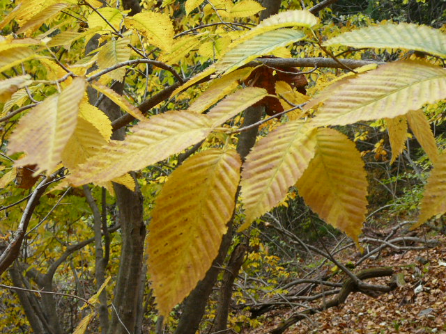 e0145782_1537914.jpg