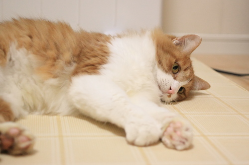 相手をしてやるぞ 寝転がりながらも遊びにのる琥珀