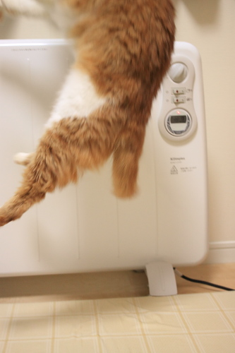 おりゃっ! ジャンプする琥珀