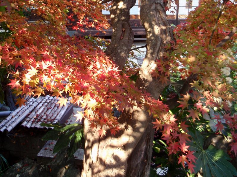 d0069498_116641.jpg