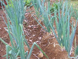 e0179801_12325035.jpg