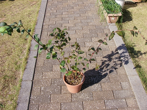 a0034438_1533358.jpg