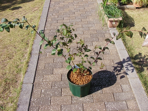 a0034438_15335619.jpg