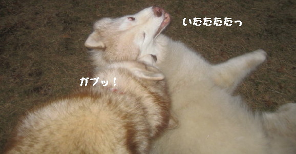 e0121548_22122935.jpg