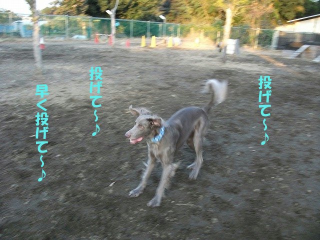 e0176159_13222392.jpg