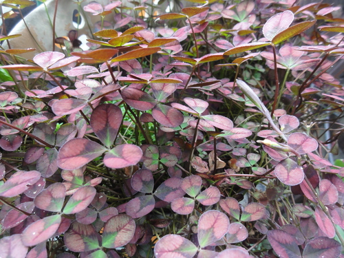 c0108460_1354431.jpg