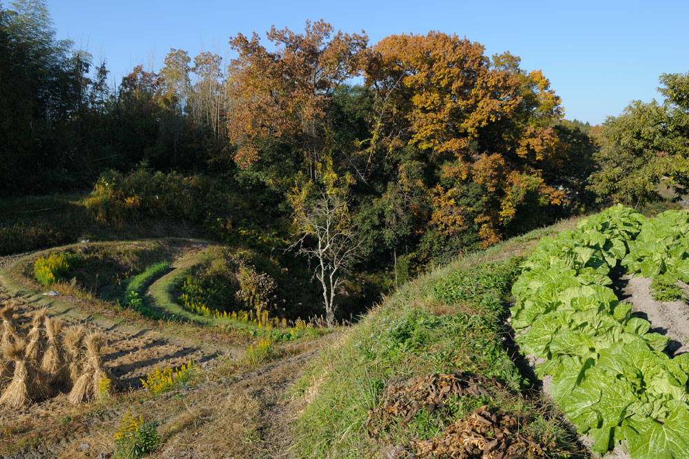 a0111162_22184722.jpg