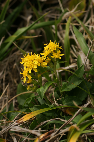 e0054067_2312365.jpg