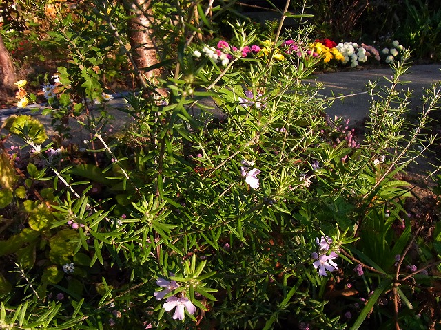 e0181373_19534132.jpg