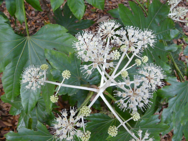 e0145782_17163234.jpg
