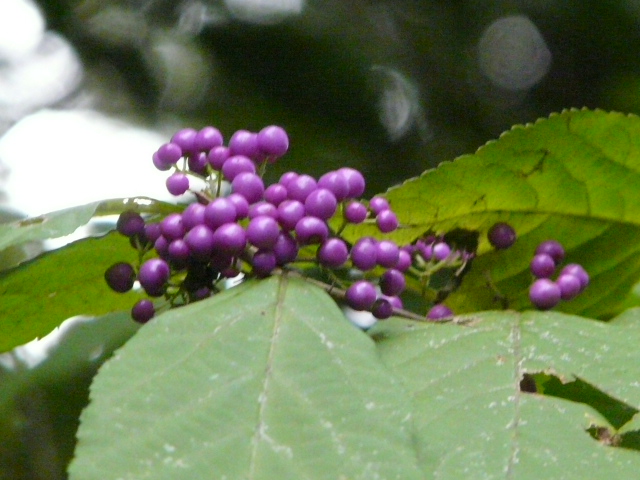 e0145782_1717364.jpg