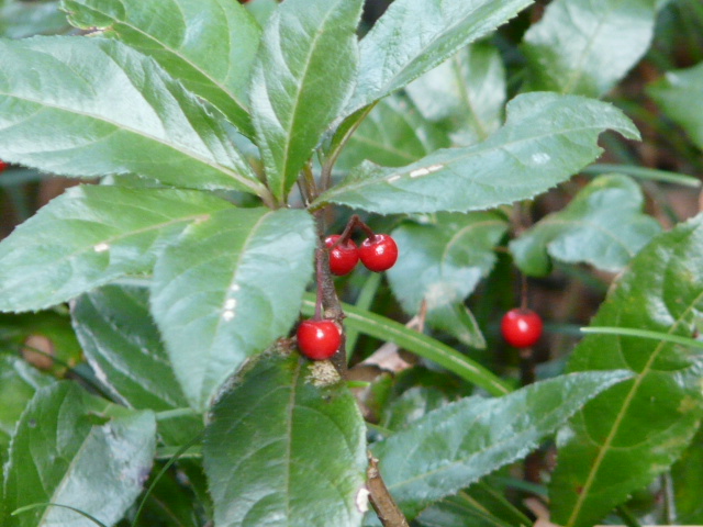 e0145782_17191797.jpg