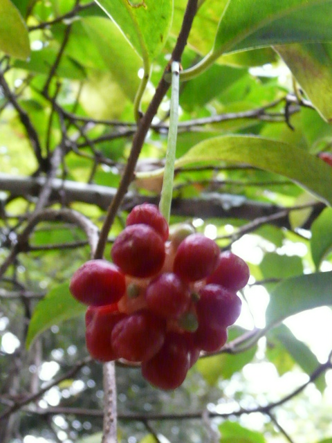 e0145782_1720250.jpg
