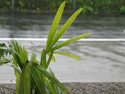 e0130185_2011025.jpg