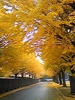 f0192686_13285362.jpg
