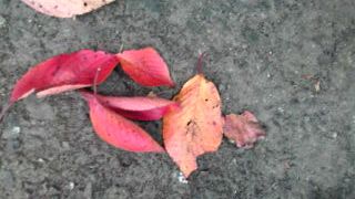 f0130894_2025104.jpg