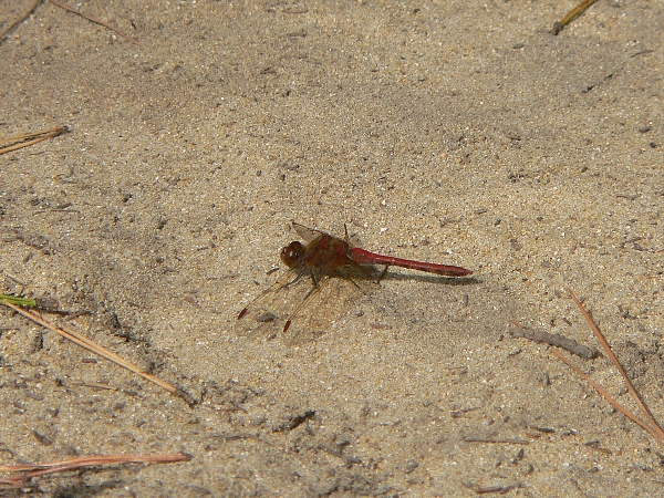 e0002314_21201055.jpg
