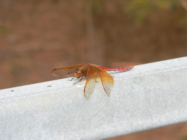 e0002314_21225385.jpg