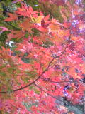 e0112619_2336378.jpg