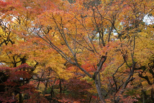 c0020320_18402386.jpg