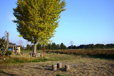 d0053940_1555289.jpg