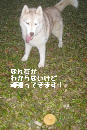 e0121548_21124961.jpg